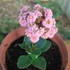 Kalanchoe blossfeldiana